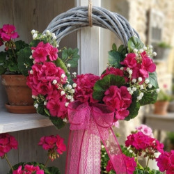 Pelargonie wianek w kolorze...